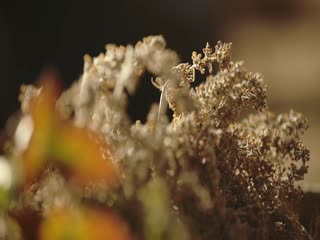 老广的味道第十一季