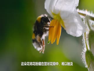 蜜蜂的秘密