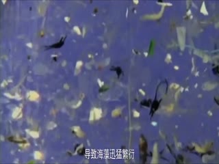 嗜血狂蛛