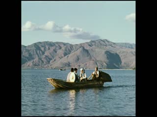 五朵金花
