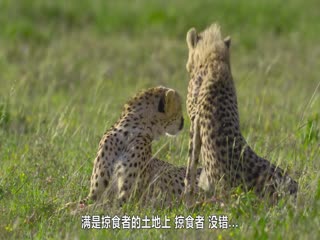 摄影师贝尔蒂与猎豹零距离