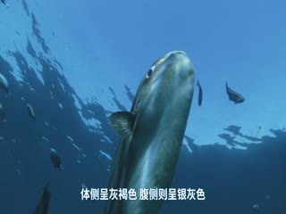 海洋王国