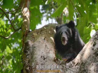 生而狂野