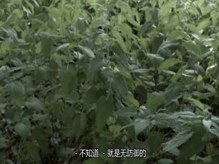 与马克·布朗的七次散步