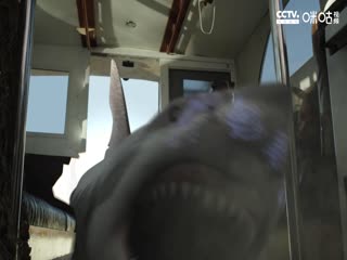 鲨鱼星球