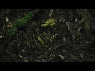 山忌黄衣小飞侠