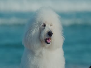 初恋DOGs