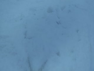 极寒潜袭