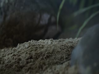 大自然恐怖故事第二季
