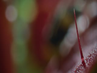 大自然恐怖故事