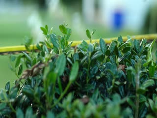 网恋诈骗复仇记