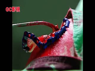 白袍之恋
