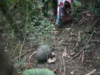 野生之路