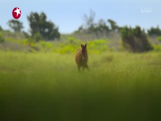穿越极致美洲原声
