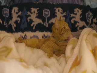 咕咕是一只猫第二季