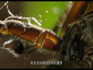 失败者2025