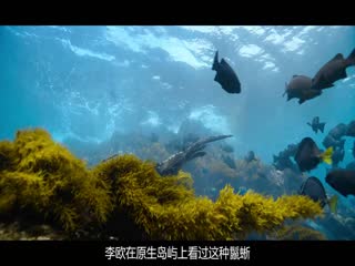 海狮利奥环岛记