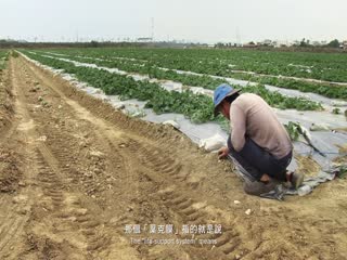 种土