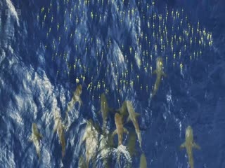 亚洲2024版
