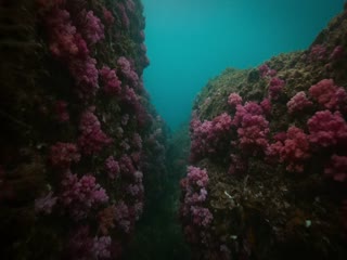 最后的海洋之女
