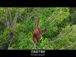 红毛猩猩的秘密生活