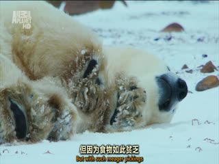 野性北极