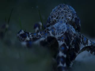 章鱼的秘密