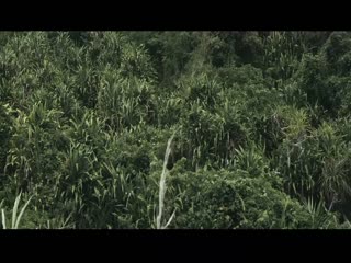 太平洋的奇迹