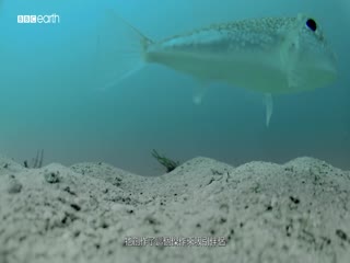 海洋间谍